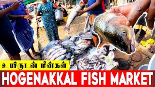 Hogenakkal Fish Market  Live River Fishes  Hogenakkal Falls  Fish Fry  Chennai Super Vlogs [upl. by Aninaj36]