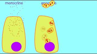 AP1 MEROCRINE APOCRINE amp HOLOCRINE GLANDS [upl. by Illom124]