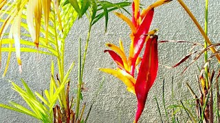 How to grow and take care of Heliconia Psittacorum [upl. by Yentroc]