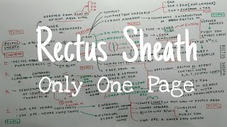 Rectus Sheath Anatomy  Part 1  Anterior Abdominal Wall  Only One Page  TCML [upl. by Gairc]