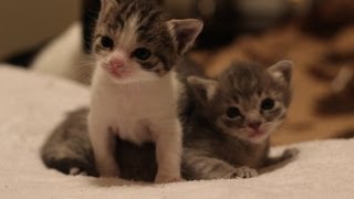 3 Weeks Old Kitten Update [upl. by Diane-Marie]