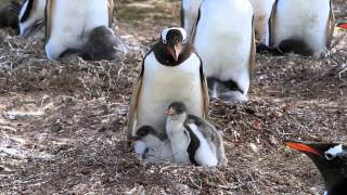 Gentoo penguin with its chicks [upl. by Nyrahtak]