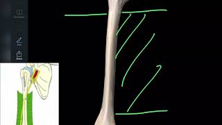 Anatomie de l’humérus en 3d ostéologie du membre supérieur [upl. by Esoj]