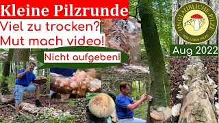 Speisepilze  Mut mach video  Der Korb ist voll  Pilze nach der Jahrhundertdürre  August 2022 [upl. by Monia]