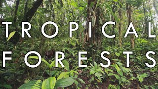 The Tropical Rainforest Biome Facts [upl. by Edda]