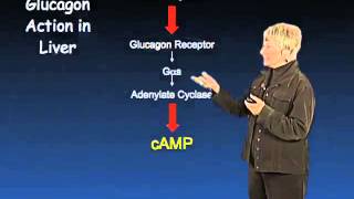 Glycogen Metabolism  Susan Taylor UCSDHHMI [upl. by Brass]