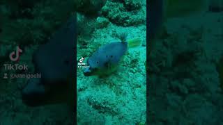 Dogface Pufferfish pufferfish [upl. by Atikahc]