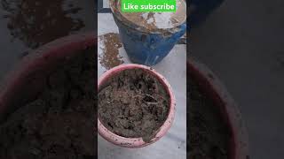 Ixora Plant chenge to another port plantvideo [upl. by Yregerg690]