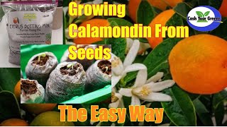 GROWING CALAMONDIN FROM SEEDS  Our Secret Method 100 Success [upl. by Ahsikit]