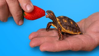 World’s Most Popular Pet Tortoise [upl. by Papst690]