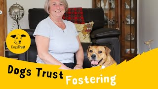 Home from Home Fostering  Dogs Trust Leeds [upl. by Eeresid973]