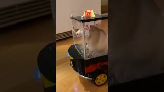 Rats Learn To Drive Tiny Cars  The Dodo [upl. by Lori]