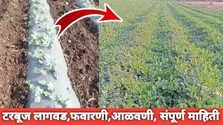 टरबूजकलिंगडफवारणी आळवणी लागवड माहिती tarbuj lagwad mahiti tarbooj ki kheti watermelon [upl. by Nilcaj]