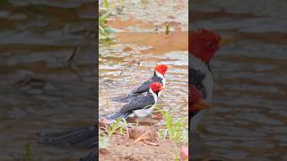 White shirt blackgray cloak and even wearing a red headscarfRedcrested Cardinal birds [upl. by Ynna]