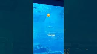 World biggest Aquarium in this Dubai mall Aquarium  foryou youtubeshorts habibicometodubai [upl. by Mommy]