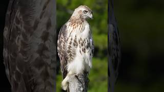 REDTAILED HAWK TAKES OFF flying shorts youtube trending bird hawk song cute redtail red [upl. by Ennovart408]