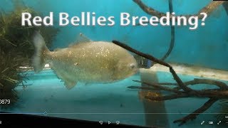 Red Bellied Piranha Breeding [upl. by Walburga]