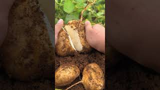 Harvest jicama Do you like it  fruit agriculture jicama food farming garden yummy harvest [upl. by Argela188]