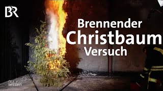 Warum der Christbaum so schnell brennt  Versuch  Gut zu wissen  BR [upl. by Sayres576]