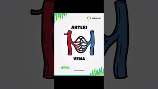 Arteri VS Vena arteriesandveins arteri vena [upl. by Eirellam]