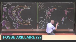 Anatomie de la fosse axillaire 2 Membre supérieur 5 [upl. by Hada]