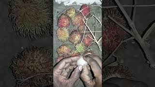 Lets eat tasty rambutan fruit Nephelium lappaceum shorts [upl. by Ellenhoj242]