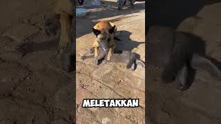 anjing ini menangis karena temannya si kucing mati😥 [upl. by Ayerdna]