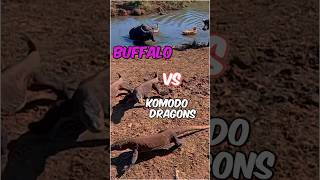 How Komodo Dragons Hunt The Deadly Tactics of the Worlds Largest Lizards nature komodo buffalo [upl. by Jozef]