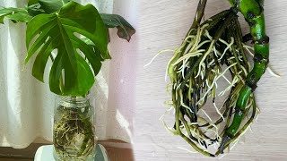 Mysterious growth of broken monstera deliciosa Propagating Houseplant grown in waterMonster Roots [upl. by Ennoved994]