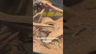 Egyptian Uromastyx Digging [upl. by Amandie]