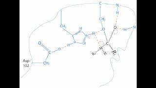 Chymotrypsin Mechanism [upl. by Naujat]