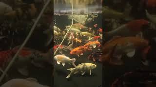 Our Koi Carp Aquatics To Your Door [upl. by Charlet]