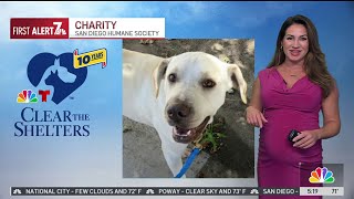 🦴 Clear the Shelters pet of the day Friday Sept 6 Meet Charity  NBC 7 San Diego [upl. by Ahsait]