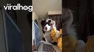 Australian Shepherd Wants All the Attention  ViralHog [upl. by Iliram623]