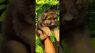 jerman shepherd puppy available [upl. by Eward]