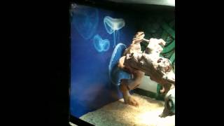 Bearded Dragon Beginner Setup Reflection Fix [upl. by Icak919]