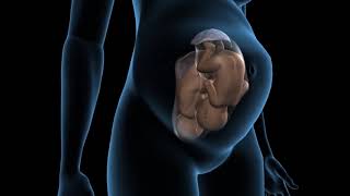 Types of twins pregnancy  Dichorionic twins  3D Anatomical Visualization [upl. by Ednalrym]