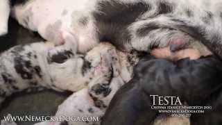 TestaNera  Deutsche dogge  Great Dane 2013 Puppies  wwwnemeckadogacom [upl. by Marlo]