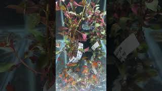 Red Cherry Tetra  Best Fish at Aquashella fish fishtank aquarium fishkeeping [upl. by Siroled]