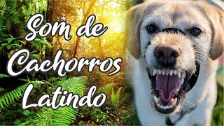 Som de Cachorros Latindo Bravo [upl. by Amaj]