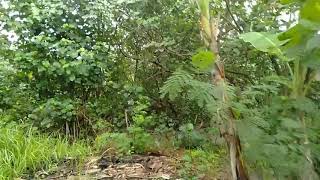 hunting for bonsai  phyllanthus reticulatus poir  ileng ileng  mangsian [upl. by Mable]