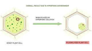 PLASMOLYSIS ANIMATION VIDEO [upl. by Anihs]