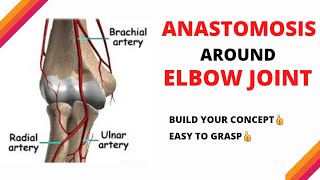 Anastomosis around Elbow Joint  easy explanation  LOVE FOR ANATOMY [upl. by Eiram712]