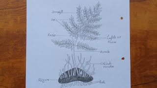 How to draw dryopteris  Dryopteris diagram drawing tutorial  Science project for beginners [upl. by Eulalee224]