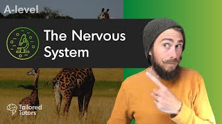 The Nervous System Action Potentials  A Level Biology Revision [upl. by Anilet]