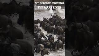 WILDEBEESTS CROSSING THE MARA RIVER YouTube2 wildlife africansafari [upl. by Athenian]