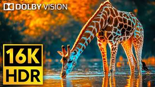 16K VIDEO ULTRA HD Dolby Vision HDR 120fps  Cutest Animals of The World Wildlife BGM [upl. by Earal]