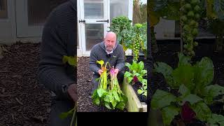 Harvest of Beetroot Leaves [upl. by Vahe]