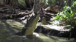 AUSTRALIA QUEENSLAND Crocodile Attack Show 2 [upl. by Dracir]