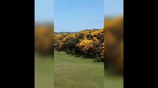 Smithy 100 Golf Courses in a YearCourse Number 64 St Olaf at Cruden Bay [upl. by Nimrak]